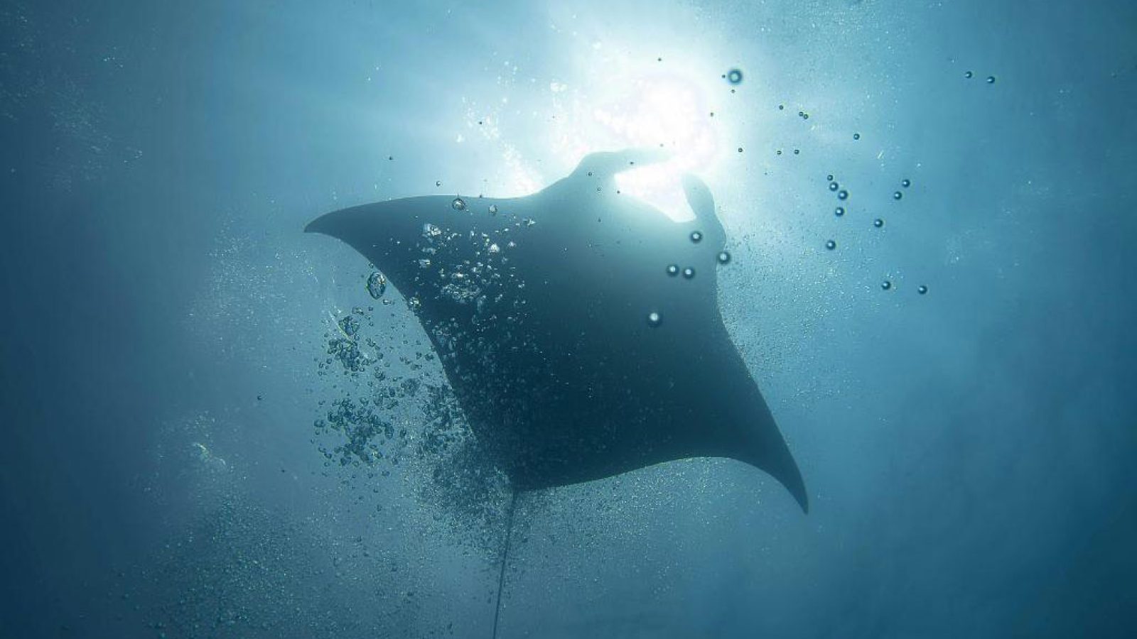 Manta-point-dive