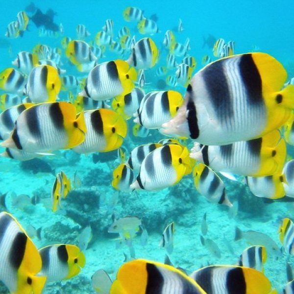Tropical reef fish