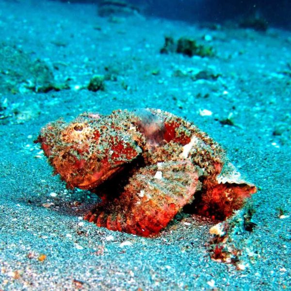 Scorpionfish in Padangbai